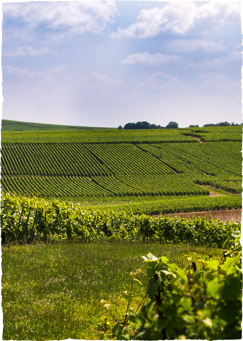 Champagne Pierre Legras, Grand cru à Chouilly - Chouilly : un terroir Grand cru