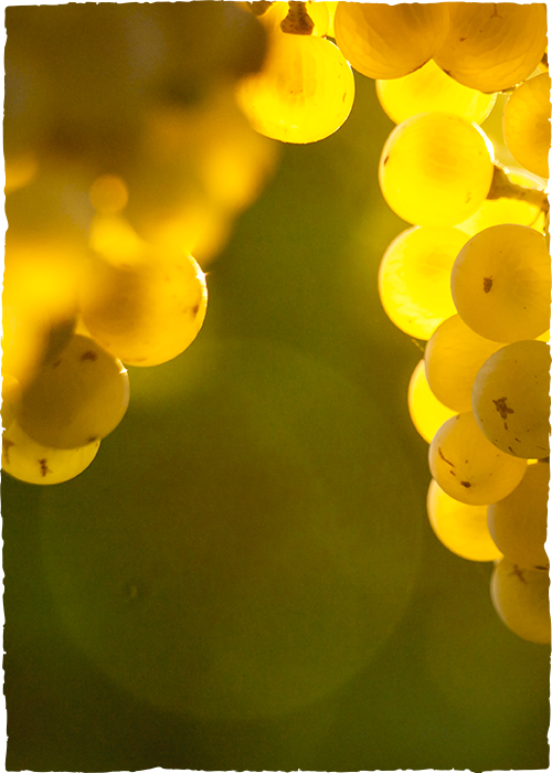 Champagne Pierre Legras, Grand cru à Chouilly - Le Chardonnay, tel le joyau du royaume 