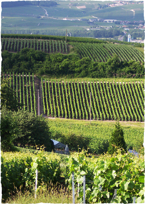 Champagne Pierre Legras, Grand cru à Chouilly - Un sous-sol inimitable 
