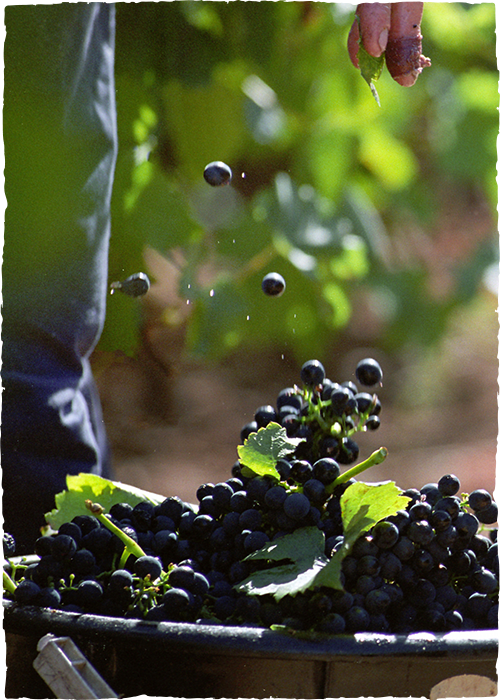 Champagne Pierre Legras, Grand cru à Chouilly - Penser la viticulture de manière durable